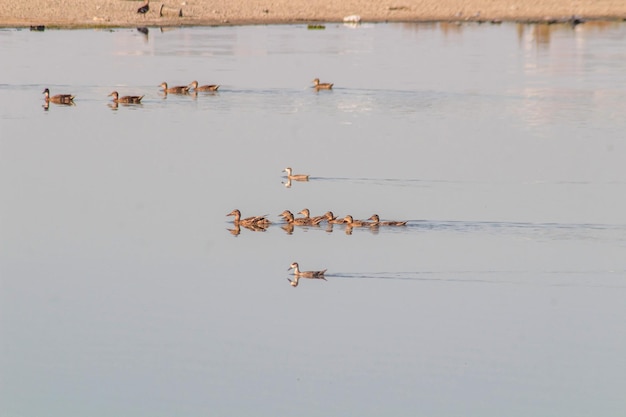 Grupo tranquilo de Malacorhynchus nadando en el agua