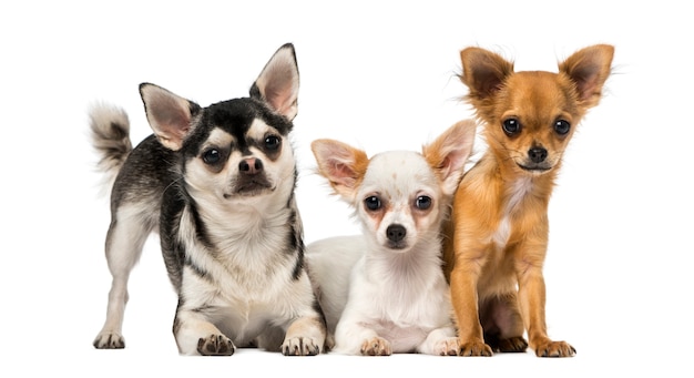 Grupo de tres chihuahuas