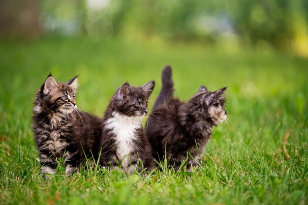 Grupo de tres gatitos de Maine Coon mullidos camina sobre la hierba verde.