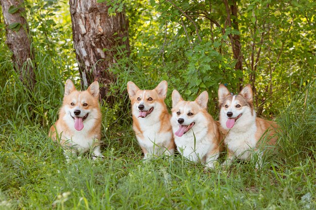 Grupo de tres perros Welsh Corgi en la hierba