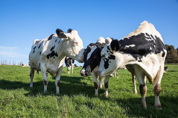 Grupo de tres vacas en una pastura en Bretaña