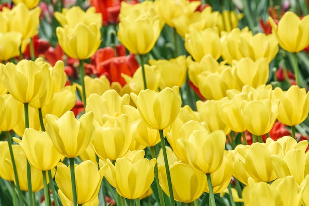 Grupo de tulipanes de colores en la luz del sol