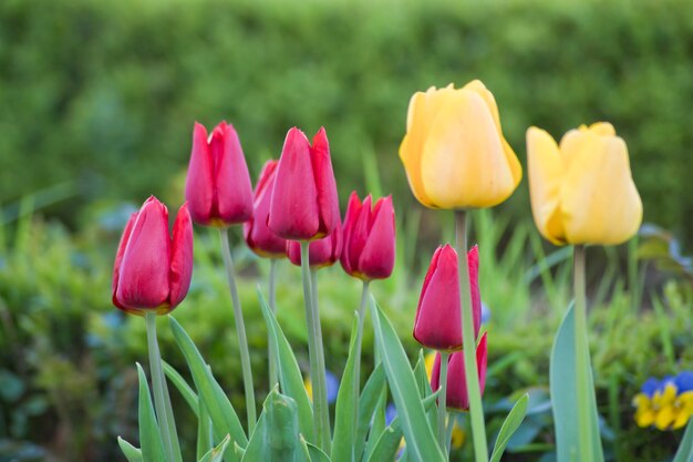 Grupo de tulipanes rojos y amarillos