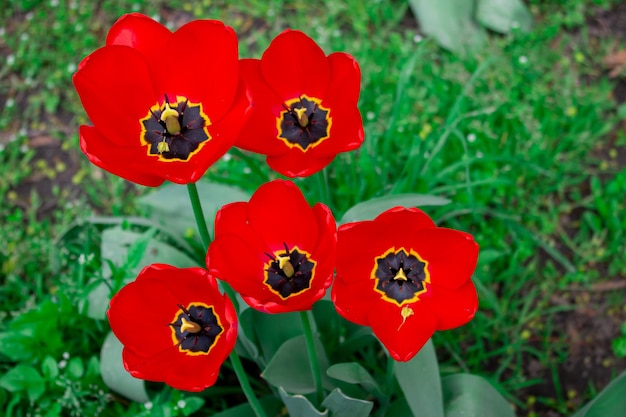 Un grupo de tulipanes rojos con un centro amarillo.