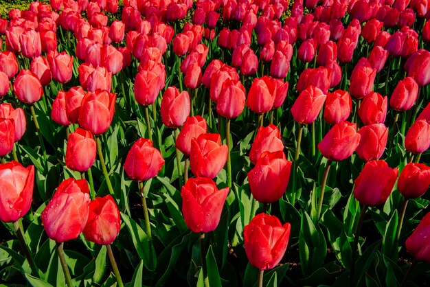 Grupo de tulipanes rojos en el fondo del parque