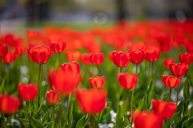 Grupo de tulipanes rojos en el parque. Paisaje de primavera, primer plano de la hermosa naturaleza con la espalda borrosa brillante