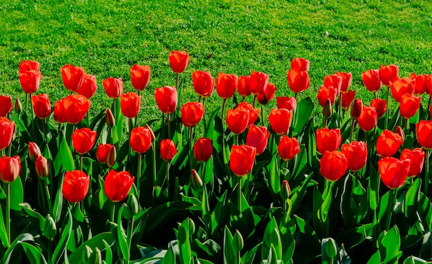 Grupo de tulipanes rojos en el parque