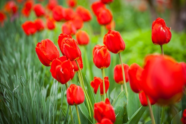 Grupo de tulipanes rojos en el parque