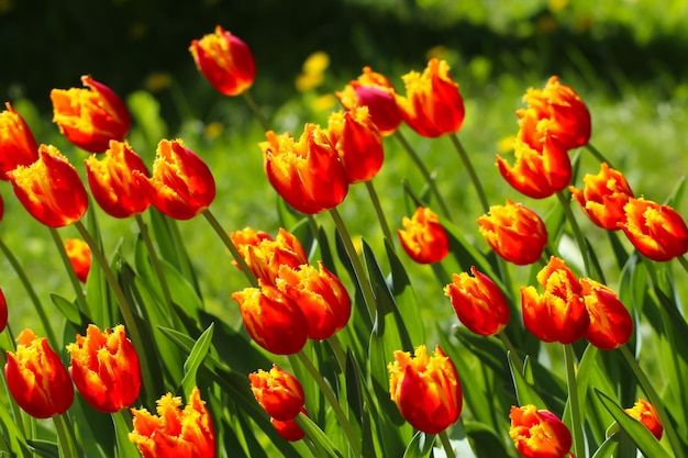 grupo de tulipanes rojos en el parque