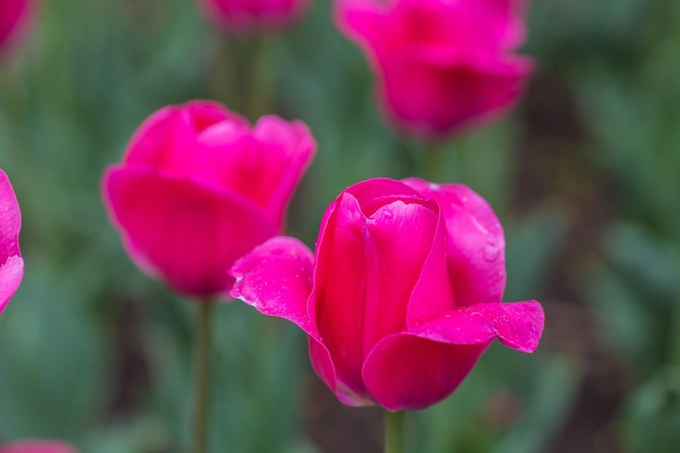 Grupo de tulipanes rojos en el parque