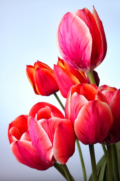 Grupo de tulipanes rojos sobre un fondo blanco.