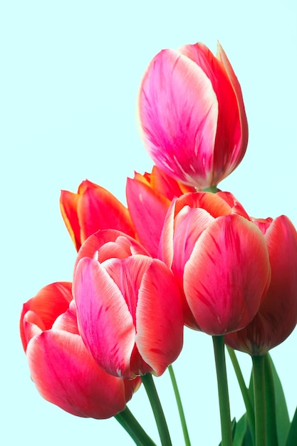 Grupo de tulipanes rojos sobre un fondo verde claro