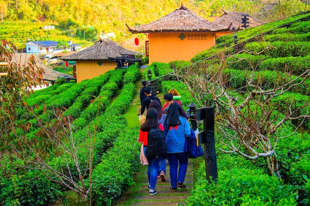 Un grupo de turistas camina por la plantación de té por la tarde en un hermoso día.