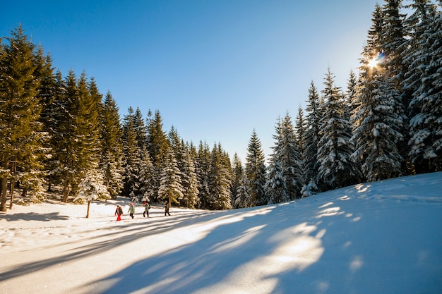 Grupo de turistas caminando en bosque de invierno