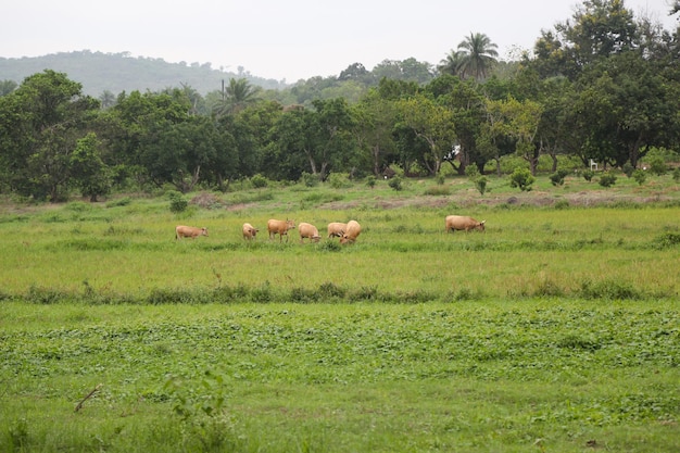 Grupo de vacas al borde de un prado verde Hermoso paisaje con terneros y vacas pastando en el prado