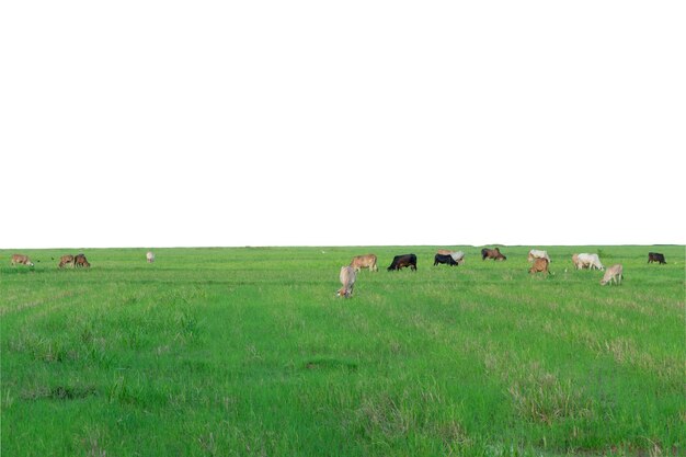 Un grupo de vacas come la hierba en el gran campo.