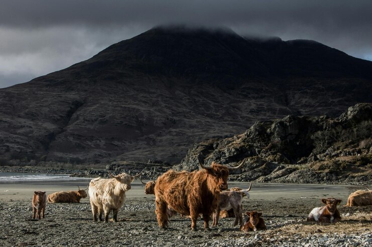 un grupo de vacas están de pie en un campo con una montaña en el fondo