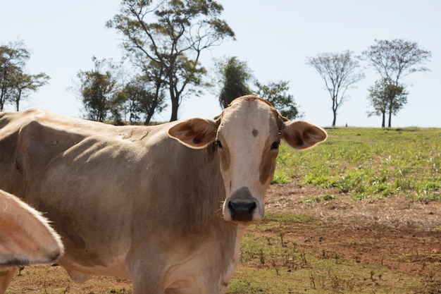 Grupo de vacas en la granja