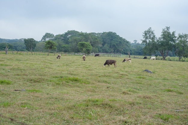 Grupo de vacas pastando en un área cercada