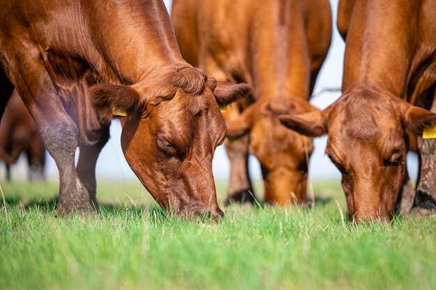 Foto grupo de vacas pastando en pastos al aire libre