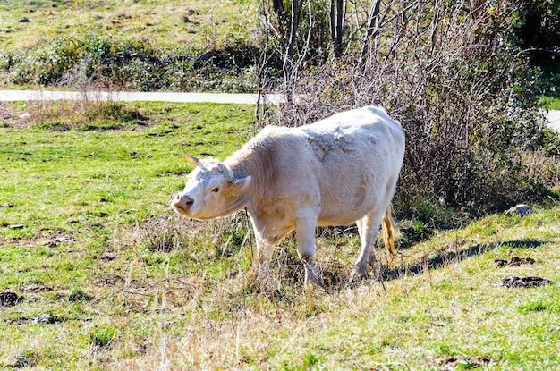 Grupo de vacas pastando en los verdes campos de Ribes y Freser en Girona España