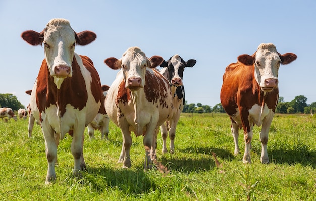 Grupo de vacas en el pasto verde