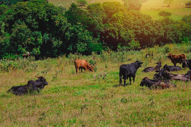 Un grupo de vacas de pie mirando en el campo verde Panorama de vacas pastando en un prado con hierba y al fondo el amanecer