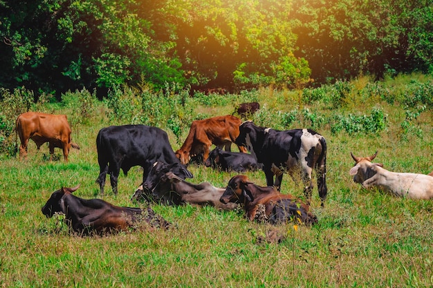 Un grupo de vacas de pie mirando en el campo verde Panorama de vacas pastando en un prado con hierba y al fondo el amanecer