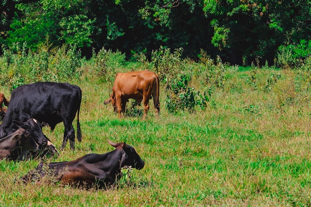 Un grupo de vacas de pie mirando en el campo verde Panorama de vacas pastando en un prado con hierba y al fondo el amanecer