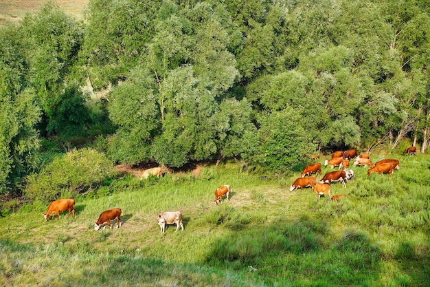 Grupo de vacas en un prado Vacas de carne y terneros pastando en el campo Comiendo heno y ensilaje