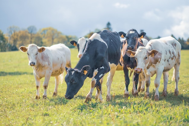 Un grupo de vacas reunidas en un campo