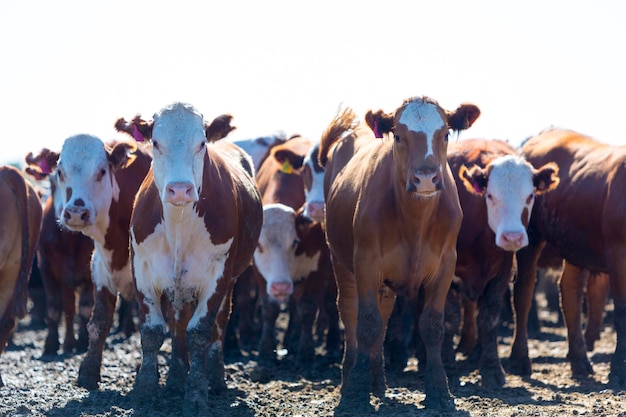 Foto grupo de vacas en terrenos de ganadería intensiva uruguay