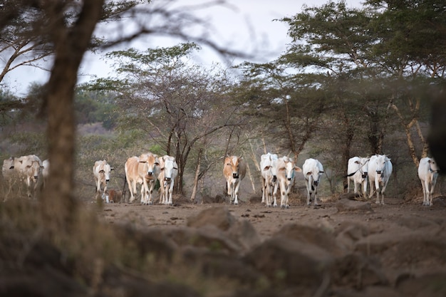 El grupo de las vacas