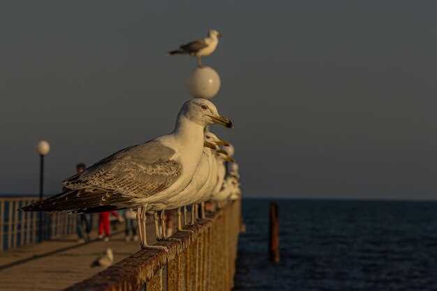 Un grupo de varias gaviotas o gaviotas se paran en fila