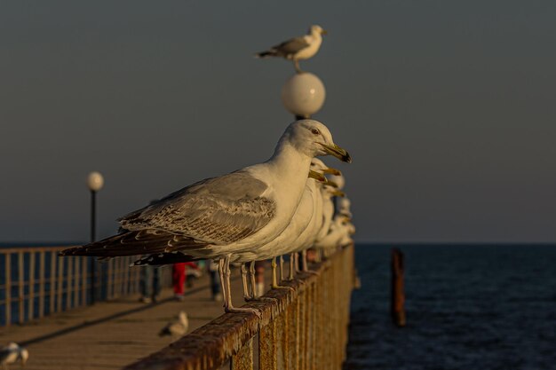 Un grupo de varias gaviotas o gaviotas se paran en fila