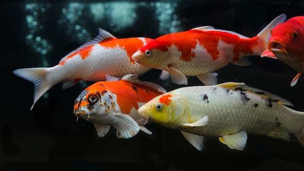 Grupo de varios peces koi aislado sobre fondo negro