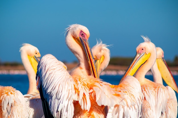 Un grupo de varios pelícanos rosados grandes se paran en la laguna en un día soleado