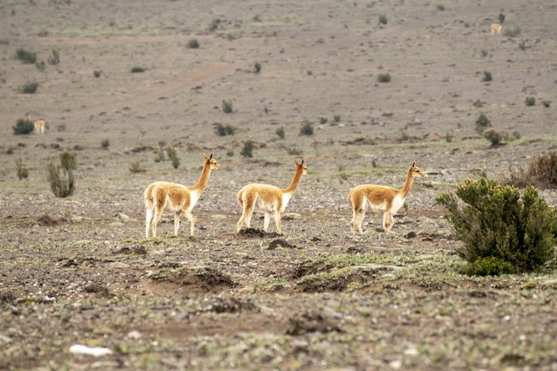 grupo de vicuñas caminando en el páramo del volcán chimborazo