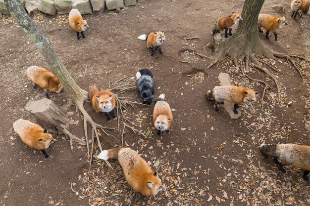 grupo de zorro