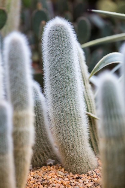 Grupos de cactus verde