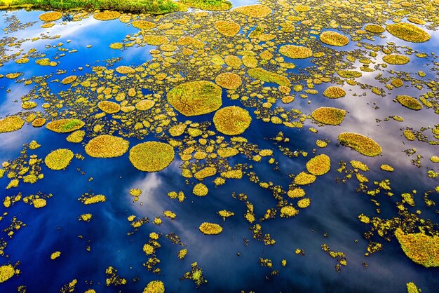 Grupos de musgo verde y amarillo en el agua Foto