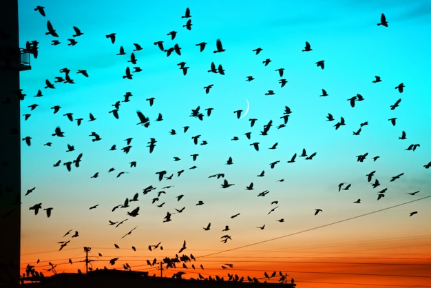 Grupos de pájaros volando sobre el techo al atardecer sobre fondo de luna.