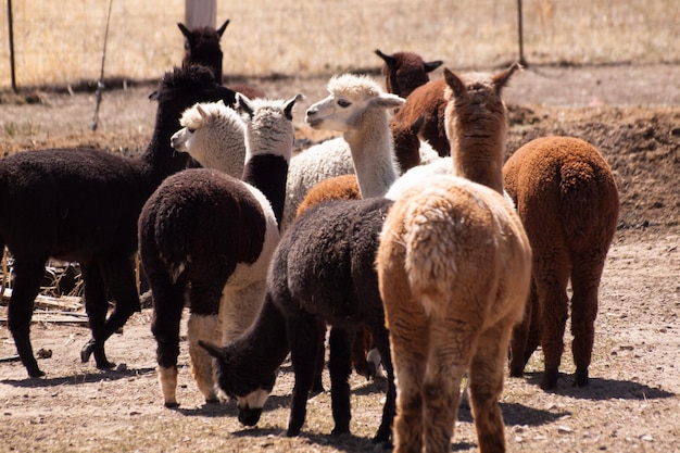 Gruppe Alpakas auf der Ranch.