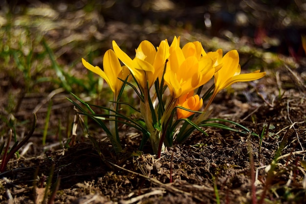 Gruppe blühender Krokusse auf einer Wiese unter strahlender Sonne im Frühling Europa auf einem verschwommenen weichen Hintergrund