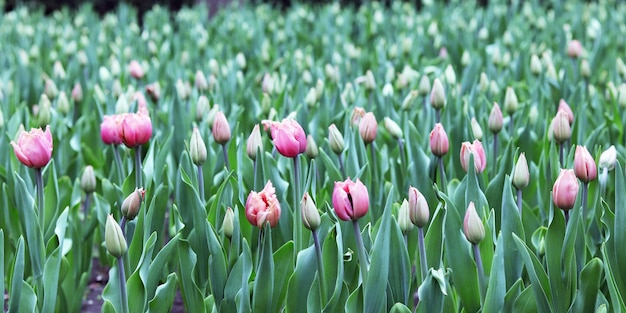 Gruppe blühender rosa Tulpen in der Frühlingssaison der Parkblumenplantage