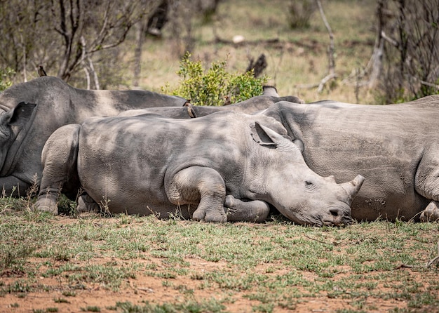 Gruppe Breitmaulnashorn Ceratotherium Simum