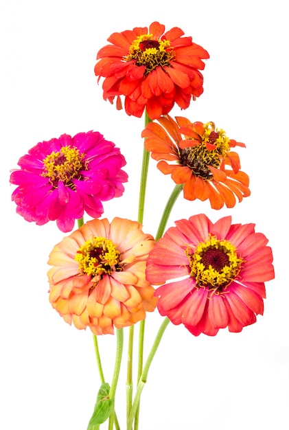 Gruppe bunte Zinnienblumen