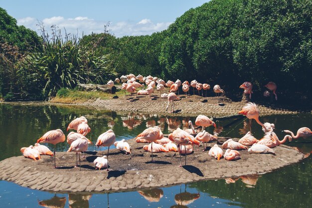 Gruppe chilenischer flamingos, phoenicopterus chilensis, in einem teich für diese vögel in einem grundstück oder zentrum der meeresfauna.
