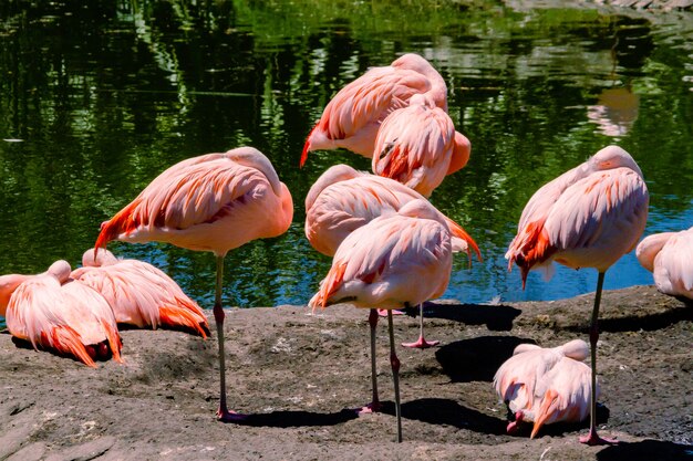 Gruppe chilenischer Flamingos, Phoenicopterus chilensis, in einem Teich für diese Vögel in einem Grundstück oder Zentrum der Meeresfauna.