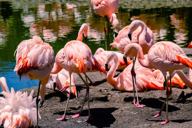 Gruppe chilenischer Flamingos, Phoenicopterus chilensis, in einem Teich für diese Vögel in einem Grundstück oder Zentrum der Meeresfauna.